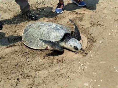 Continúa llegada de tortugas a playas tuxpeñas