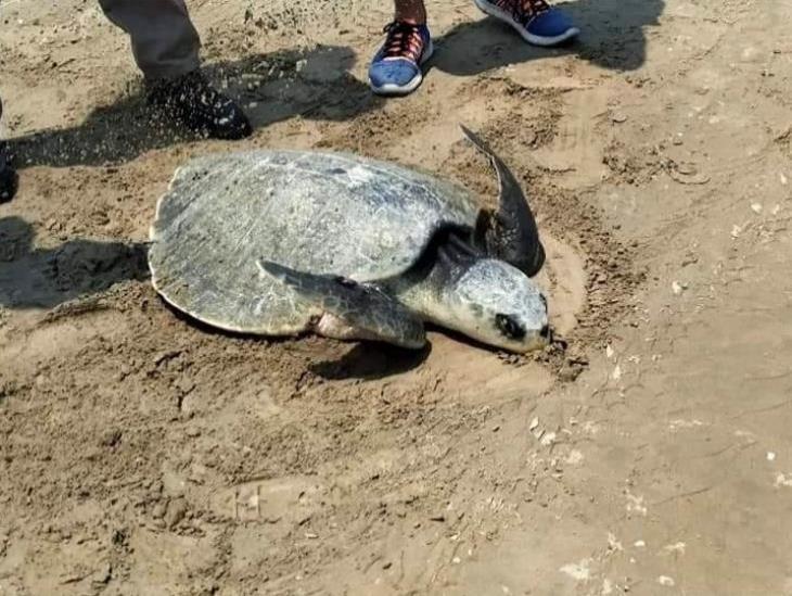 Continúa llegada de tortugas a playas tuxpeñas