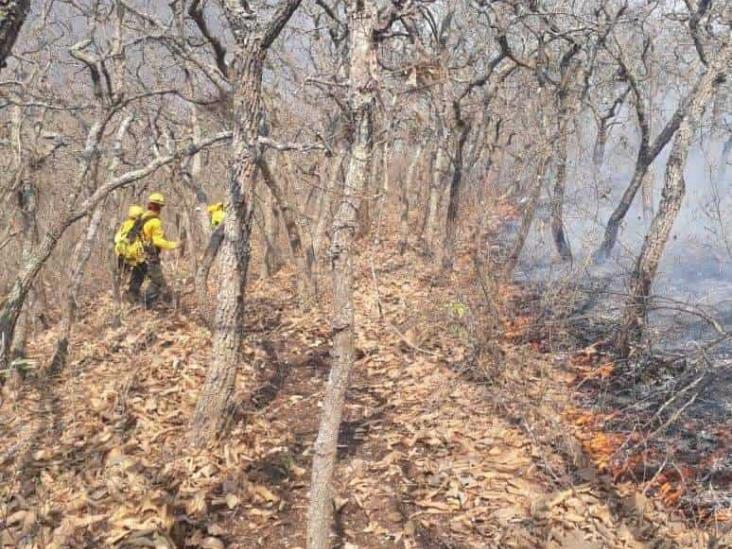 Incendio con afectaciones de casi 60 hectáreas en Acultzingo