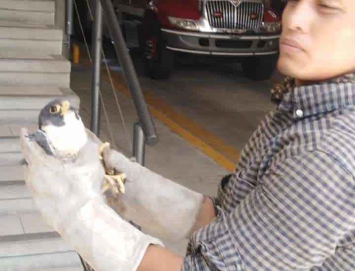 Rescatan ejemplar de Halcón Peregrino en edificio de Veracruz