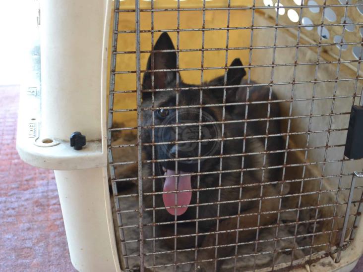 Piden ayuda para perros rescatados en Orizaba