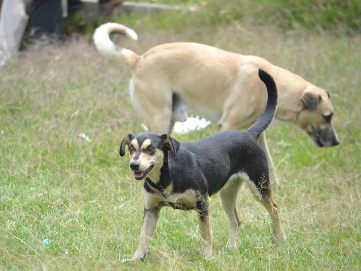 Piden ayuda para perros rescatados en Orizaba