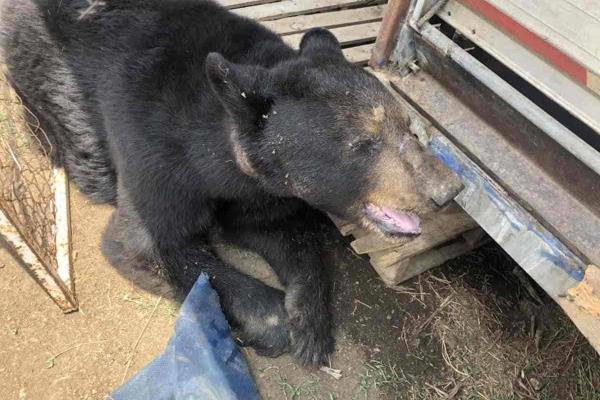 En Oaxaca, trasladan a tigre y oso por presunto maltrato animal