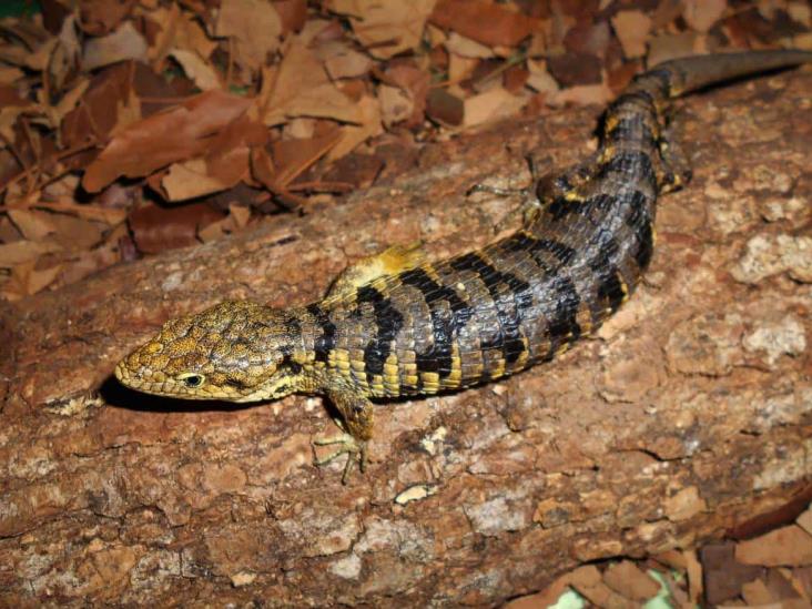 Nacen 4 crías de lagarto escorpión, especie nativa de Zongolica