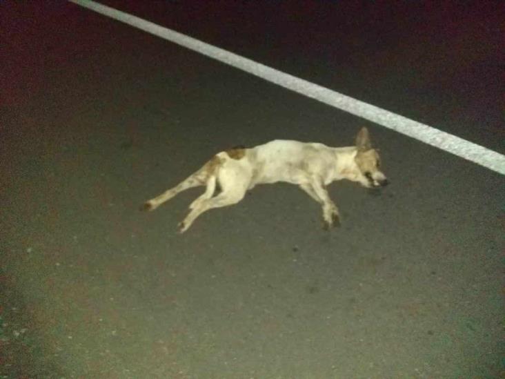 Conductor pierde la vida por evitar atropellar a perro en carretera federal