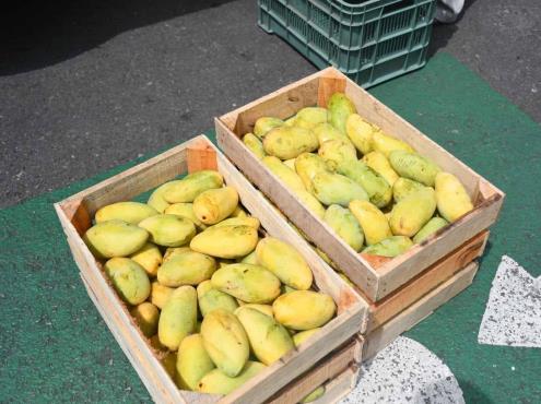 Migración y otros cultivos afectan producción de mango