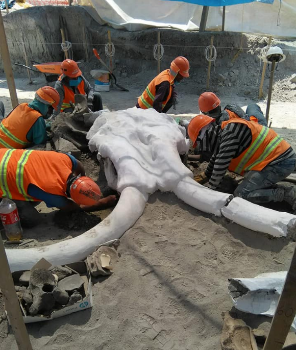 Hallan restos de mamuts en obras del Aeropuerto de Santa Lucía