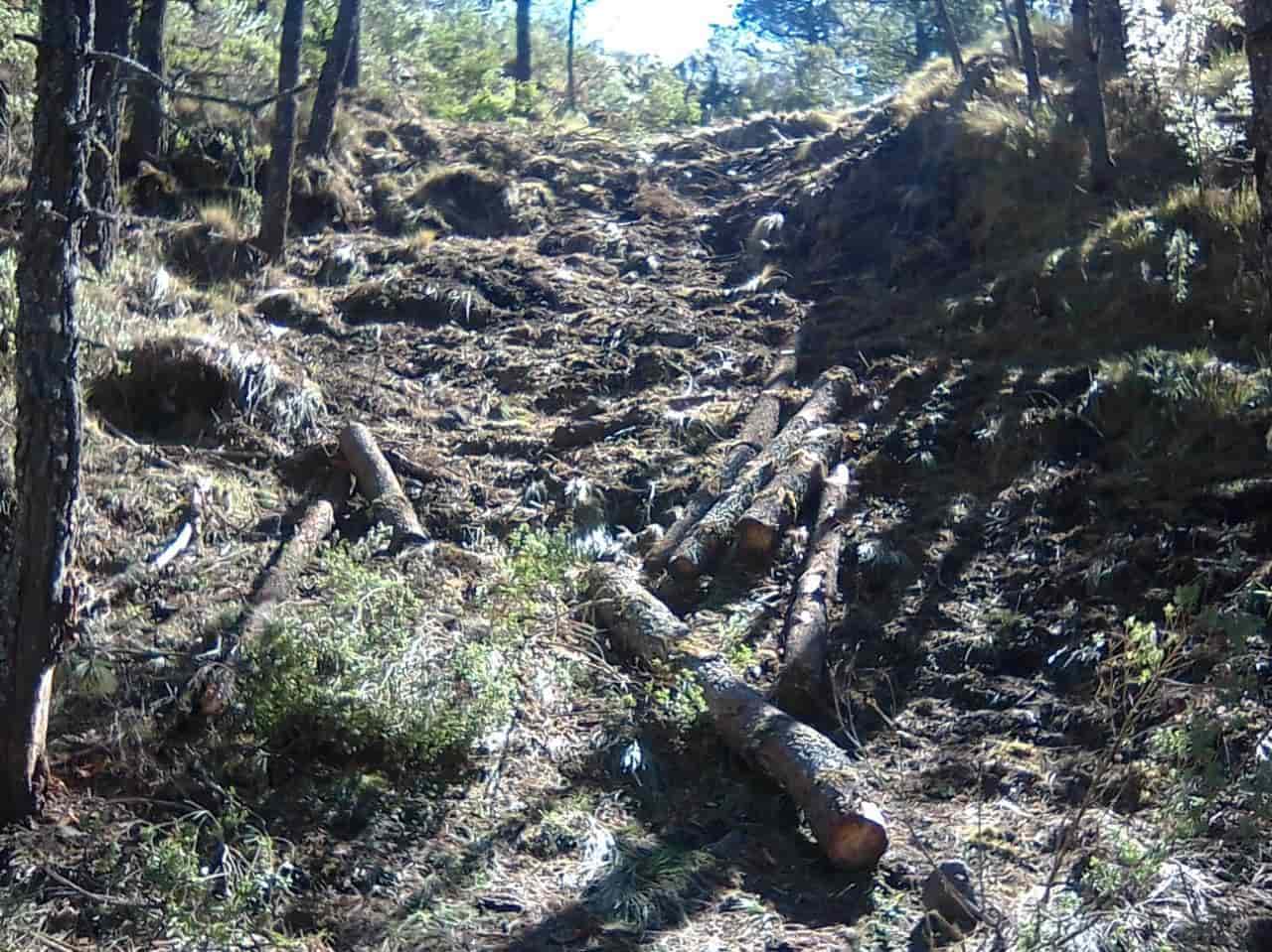 Silencioso negocio ilegal: tala se come al Cofre de Perote y al Pico de Orizaba
