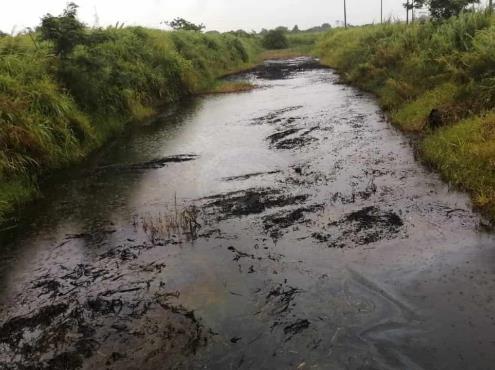 Lluvias arrastran lirio contaminado de crudo al río Coatzacoalcos