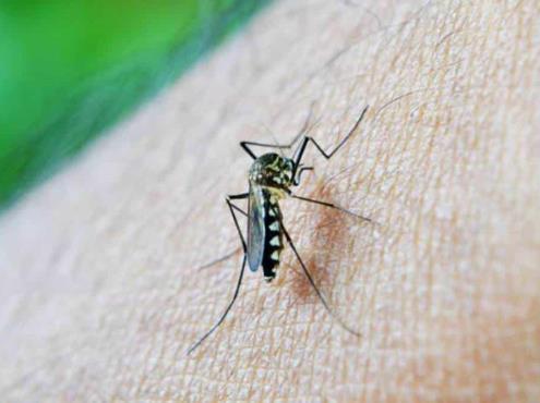 IMSS reporta más de 9 mil casos sospechosos de dengue