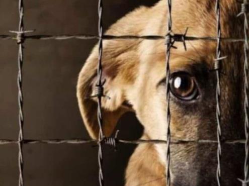 Atienden y dan seguimiento a denuncia por maltrato animal en Boca del Río