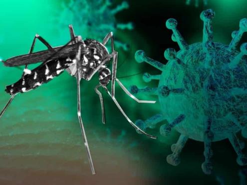 Emite IMSS recomendaciones para prevenir el dengue durante pandemia
