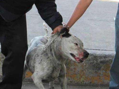 Atienden denuncia de maltrato animal en zona de Boca del Río