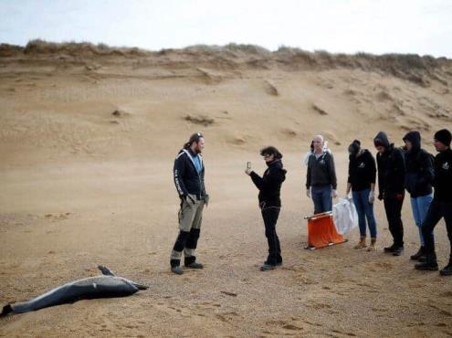 Delfines muertos llegan a las costas francesas en cifra récord