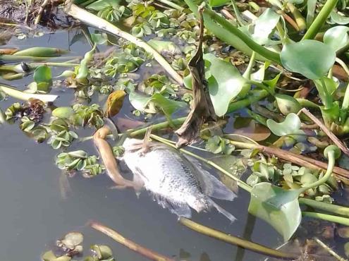 Evidencian mortandad de peces en el río Coatzacoalcos