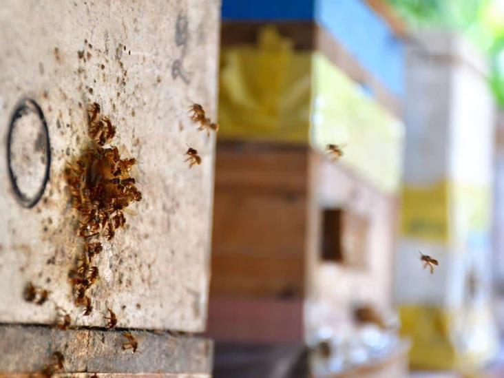 ‘Apiyauya’, un santuario a la abeja en Veracruz