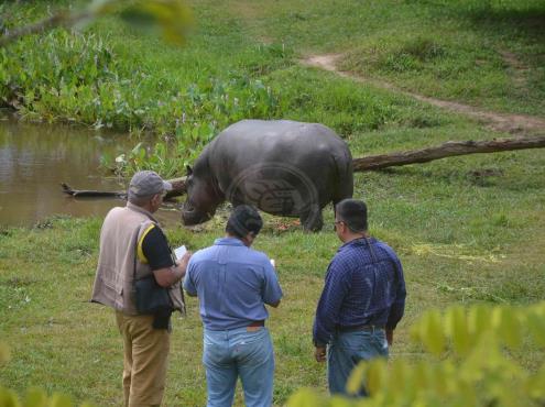 Buscan reproducir a Tyson, hipopótamo rescatado en Las Choapas