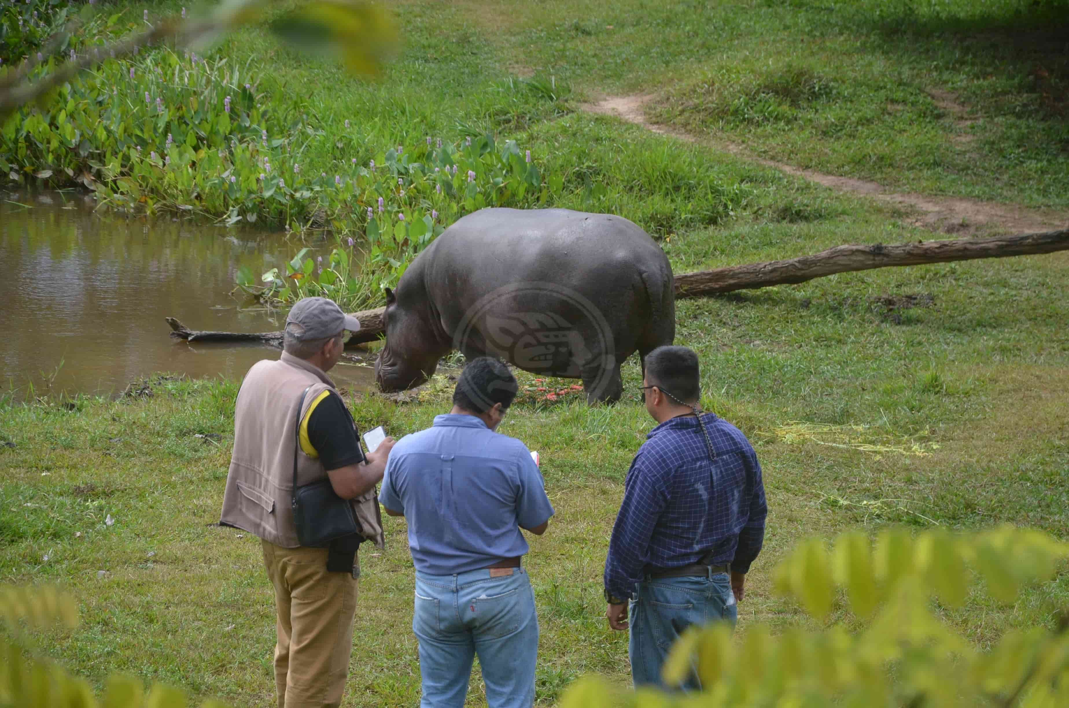 Buscan reproducir a Tyson, hipopótamo rescatado en Las Choapas
