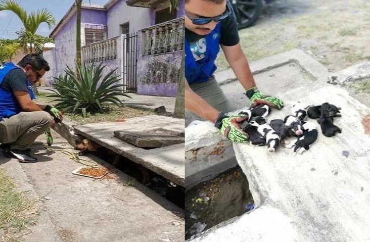 Rescatan a perrita y a 9 cachorros en Infonavit Buenavista