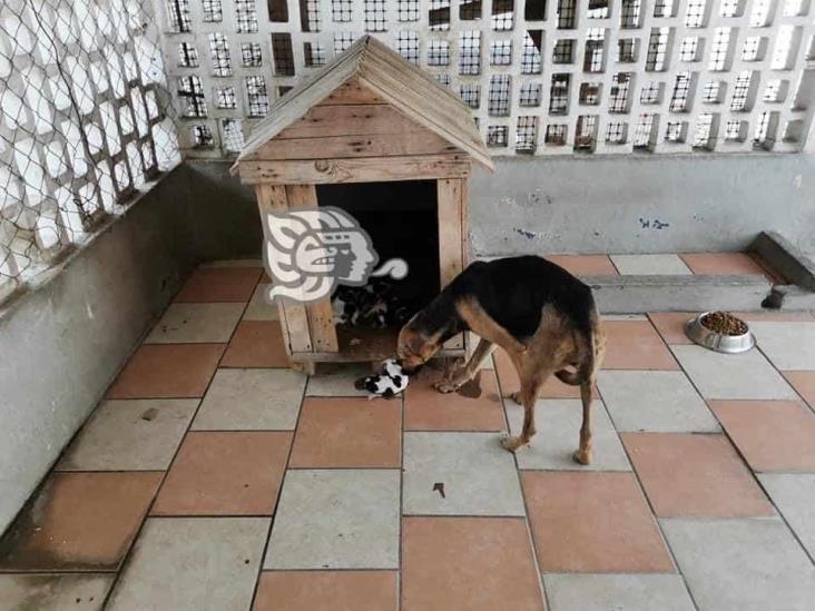 Rescatan a perrita y a 9 cachorros en Infonavit Buenavista