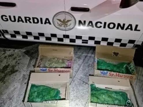Rescatan a 60 ejemplares de loros transportados ilegalmente a Puebla