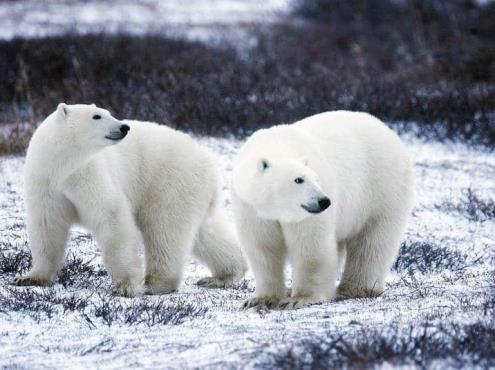Osos polares podrían extinguirse antes de 2100 por calentamiento global