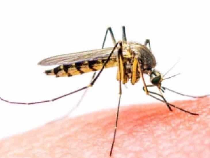 Alerta IMSS sobre reforzamiento y medidas para prevenir dengue