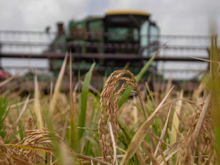 Aporta Veracruz más de 23 mil toneladas de arroz por temporada