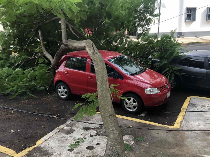 Cae árbol sobre vialidad en calles de Veracruz