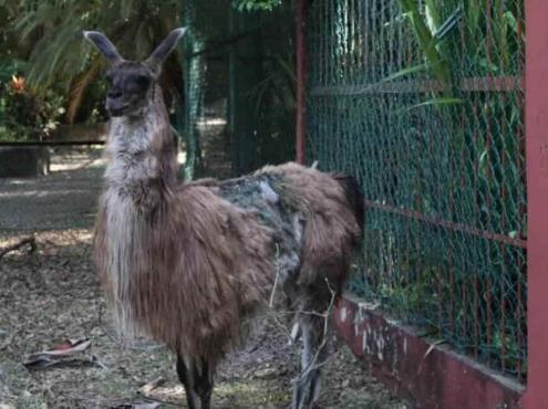Denuncian abandono de zoológico en Veracruz