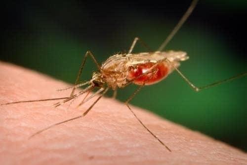 Covid-19 aumenta riesgo de muerte por males difundidos por mosquitos: OPS
