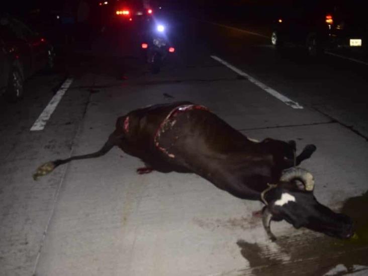 Conductor que viajaba de noche atropella a vaca sobre bulevar Fidel Velázquez