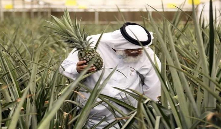 Protagoniza Dubai una “revolución agrícola” en medio del desierto