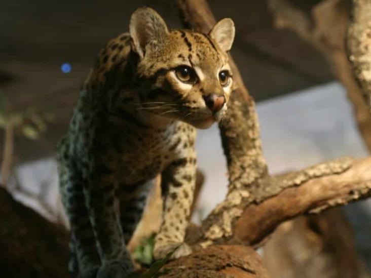 CIOAC amenaza a 37 especies en Veracruz; realiza caza furtiva, acusan