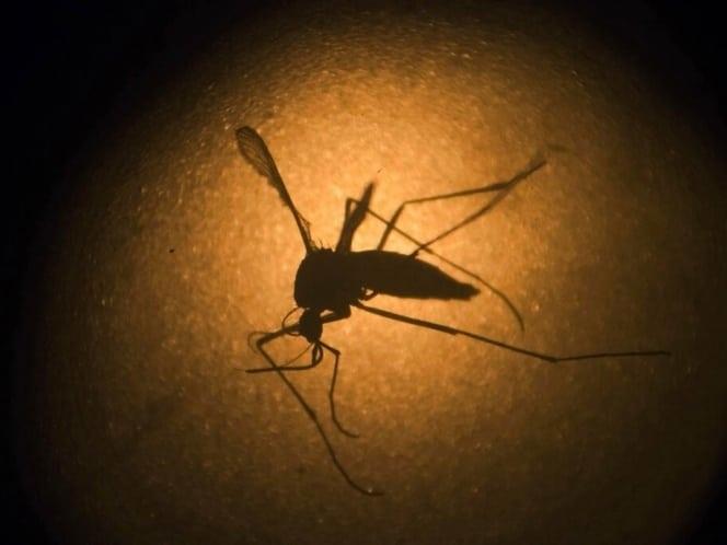 Liberarán mosquitos modificados genéticamente para combatir zika y dengue