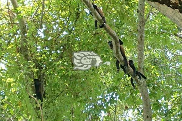 Monos aulladores se convierten en el atractivo de Moloacán 