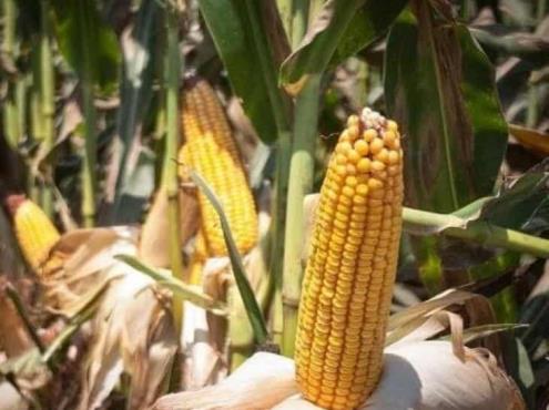 Prohibirá AMLO maíz transgénico en los próximos días