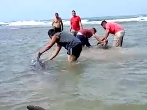 Pescadores salvan a delfines varados en playa de Sonora