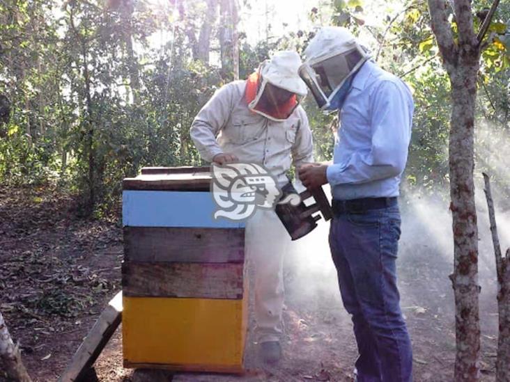 Buscan en Pajapan mejor mercado para la miel de abeja