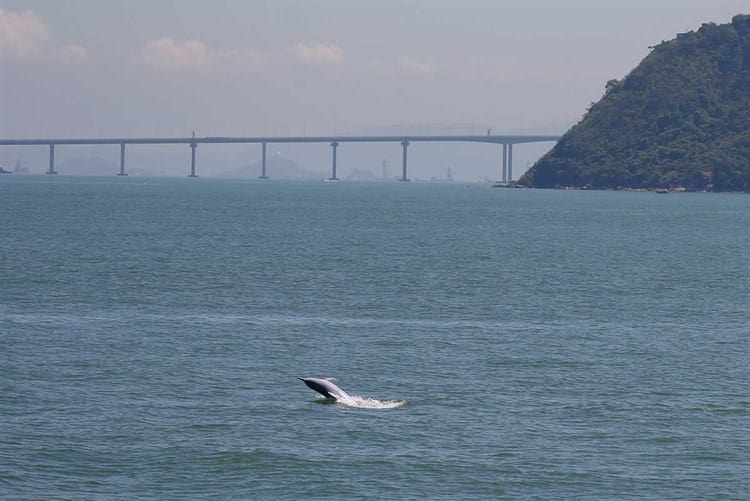 Delfines casi extintos vuelven gracias a pausa por pandemia