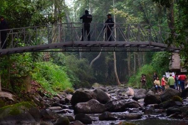 Desarrollo turístico amenaza con depredar Bosque Mesófilo de Veracruz
