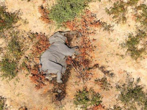 Cianobacterias envenenan a más de 300 elefantes en Botswana