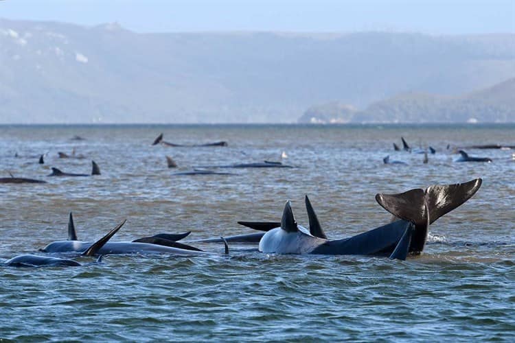 Mueren casi todas las ballenas encalladas en Australia