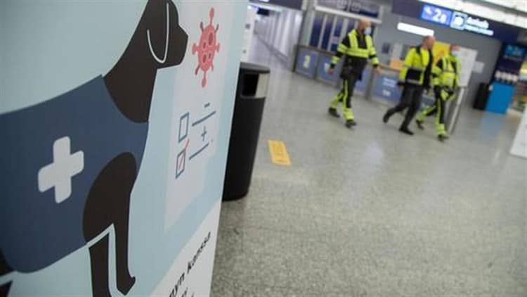 Aeropuerto en Finlandia usaría perros adiestrados para detectar covid-19