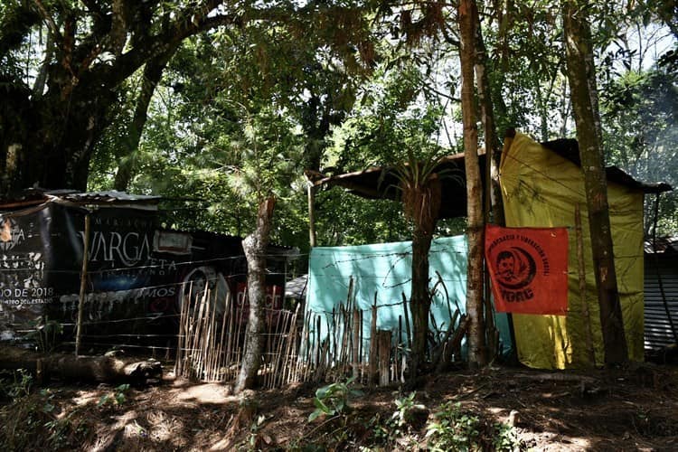 Reclutan invasores en otros estados para depredar bosque de Veracruz