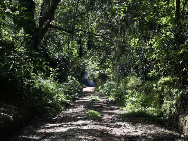 Bosques de Veracruz, en situación crítica ante tala ilegal y robo de madera