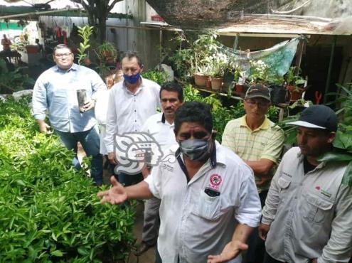 Llegan mil plantas de cítricos a Coatzacoalcos para impulsar producción