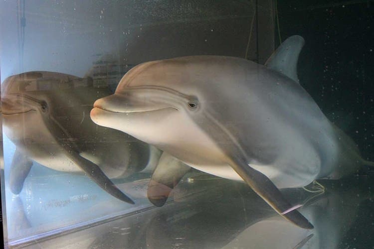 Delfín robot quiere salvar del cautiverio a los de verdad
