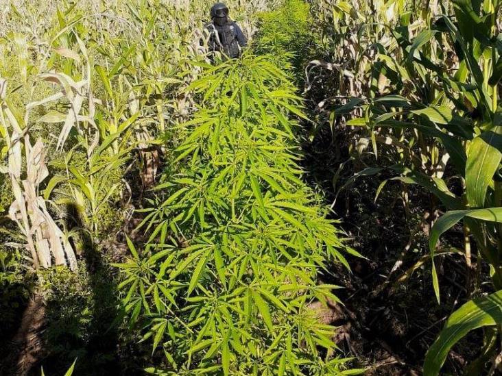 Localizan plantío de marihuana en zona rural de  Hueyapan 