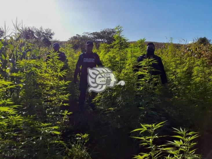 Localizan plantío de marihuana en zona rural de  Hueyapan 